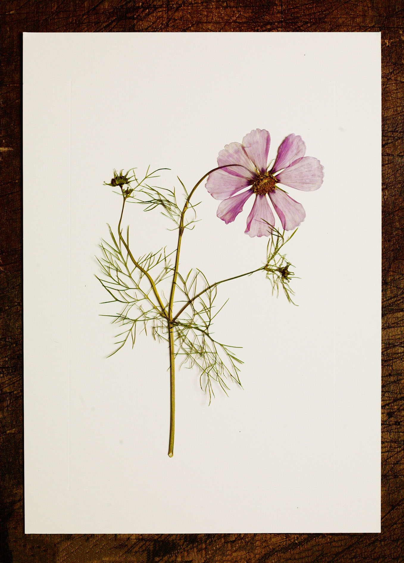 A pressed cosmos