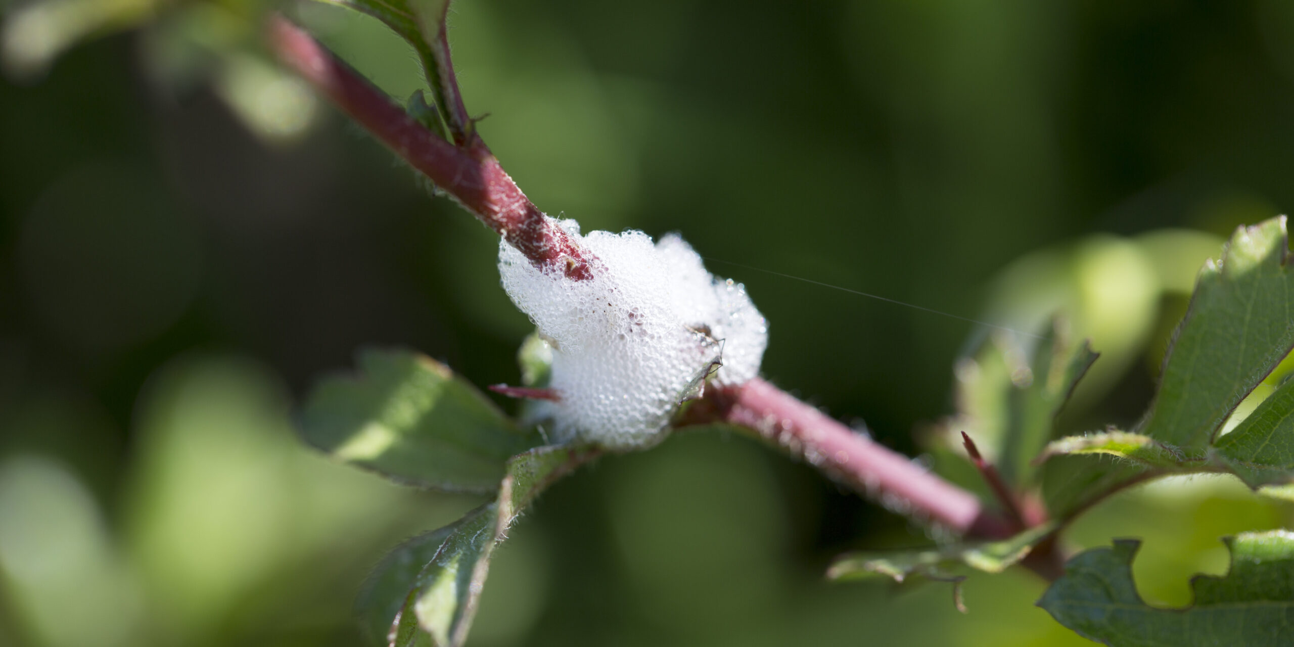 Cuckoo spit, forms protection for froghopper insect,  ©  Tim Graham/Getty Images