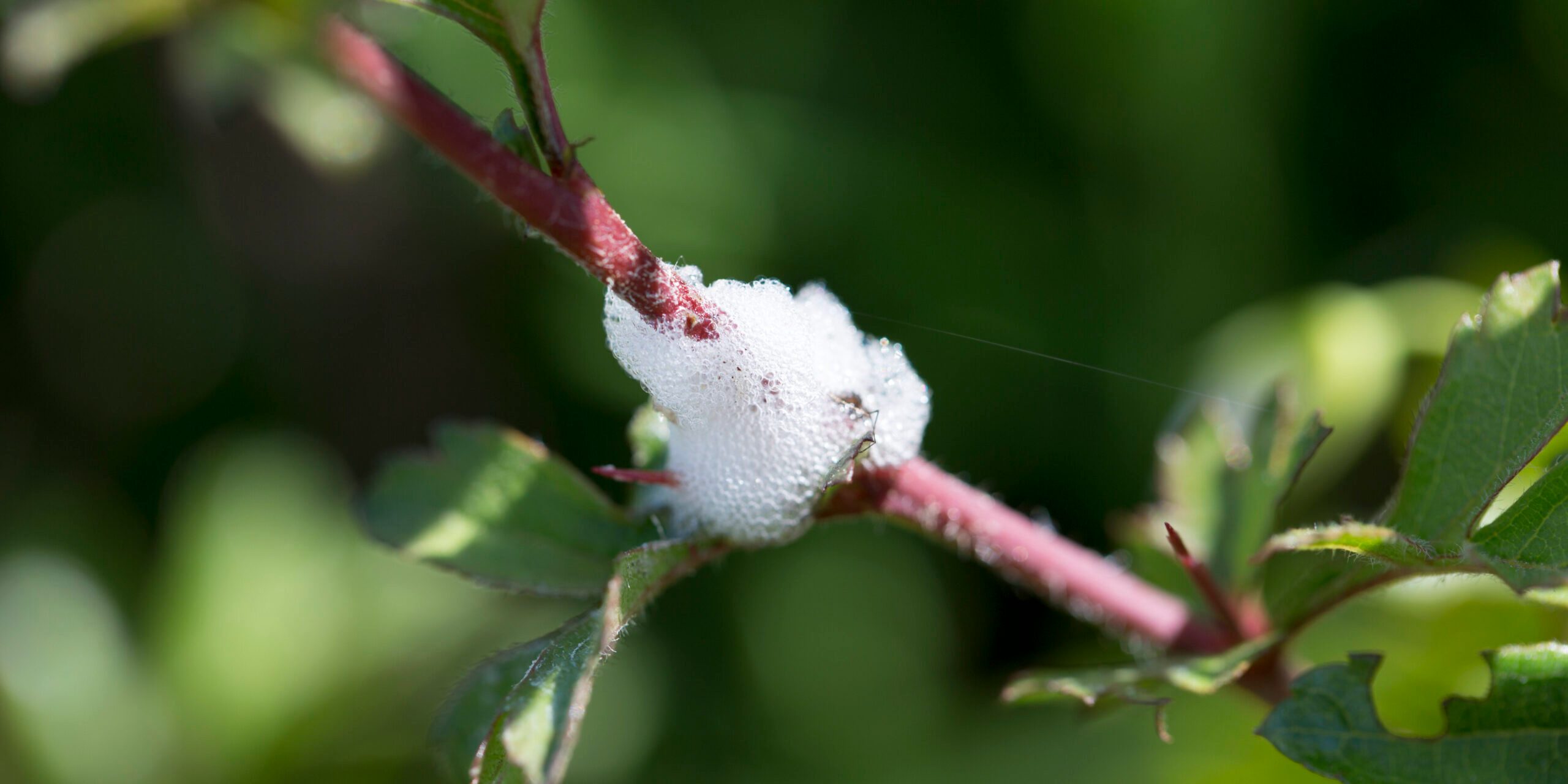 Cuckoo spit, forms protection for froghopper insect,  ©  Tim Graham/Getty Images