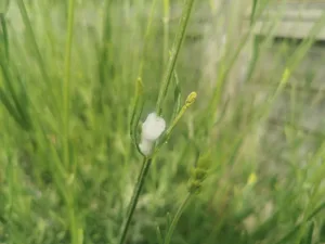 Cuckoo spit Cuckoo spit