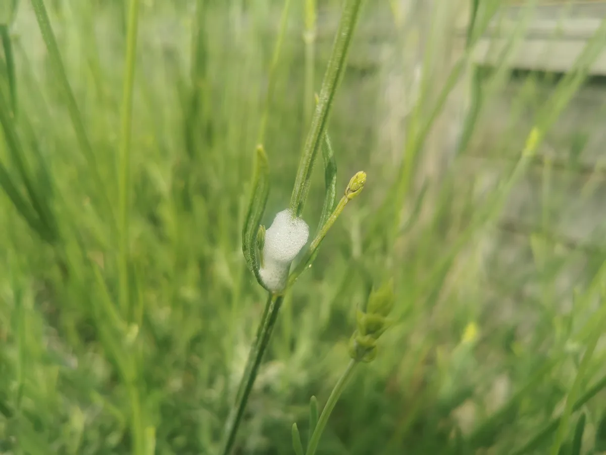 Cuckoo spit Cuckoo spit
