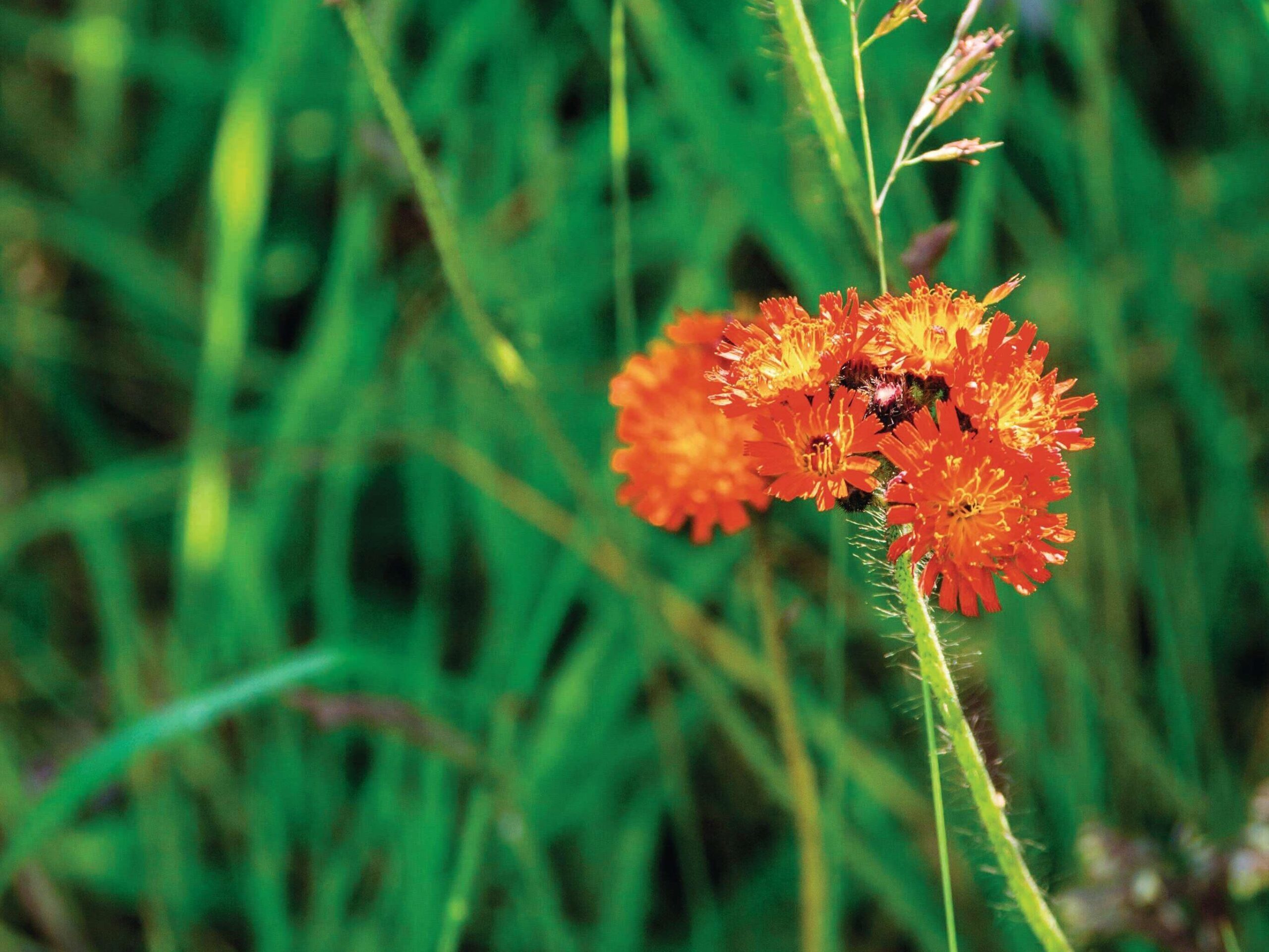 Pilosella aurantiaca