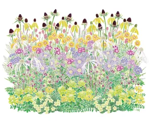 A seeded perennial meadow planting scheme A seeded perennial meadow planting scheme
