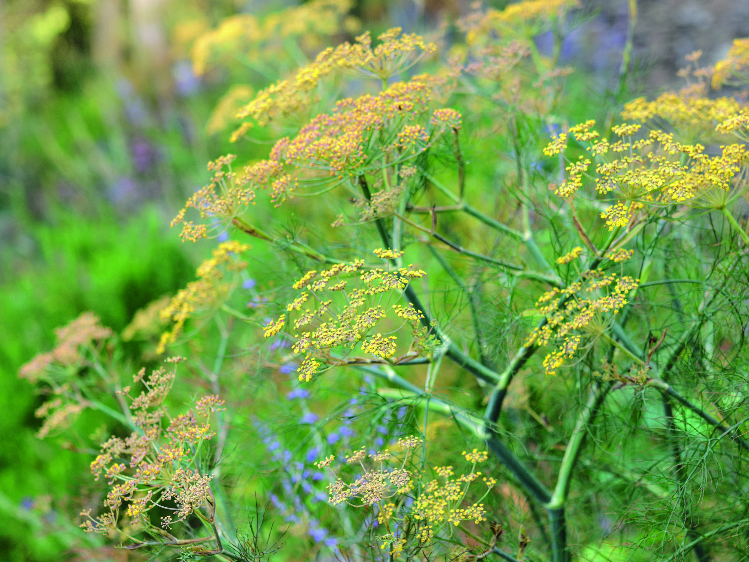 Foeniculum purpureum