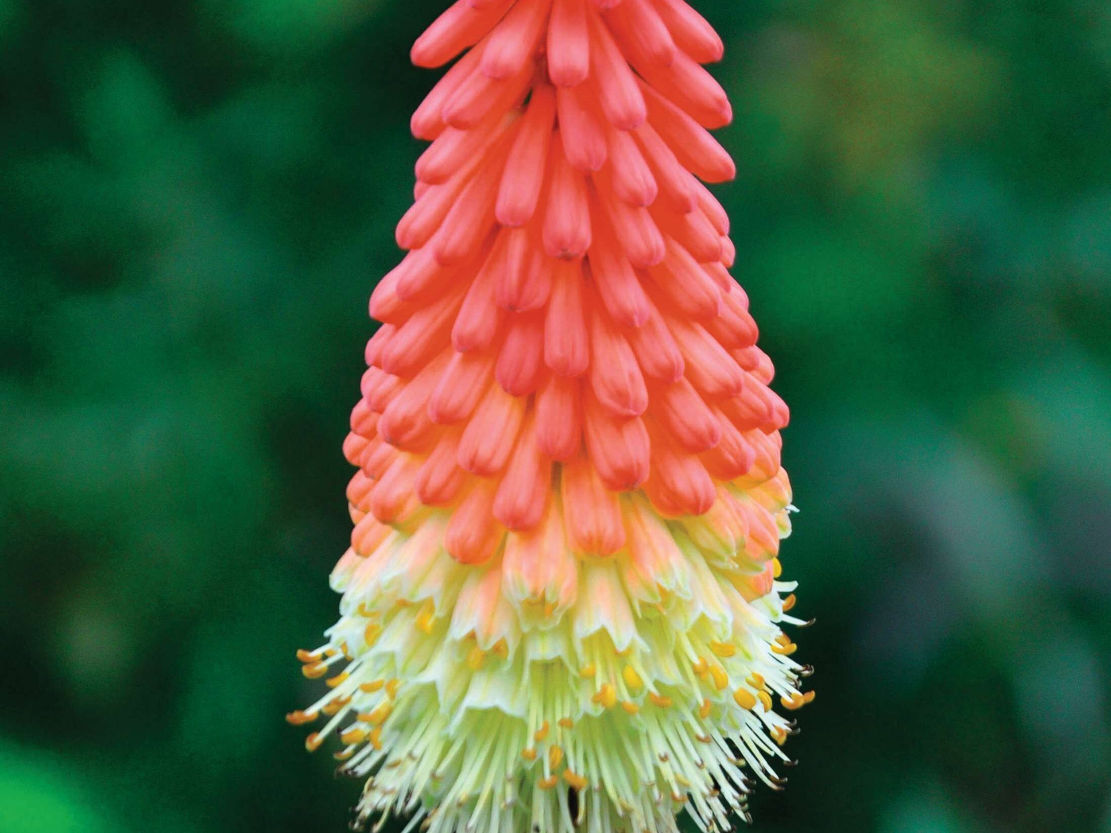 Kniphofia 'Grandiflora'