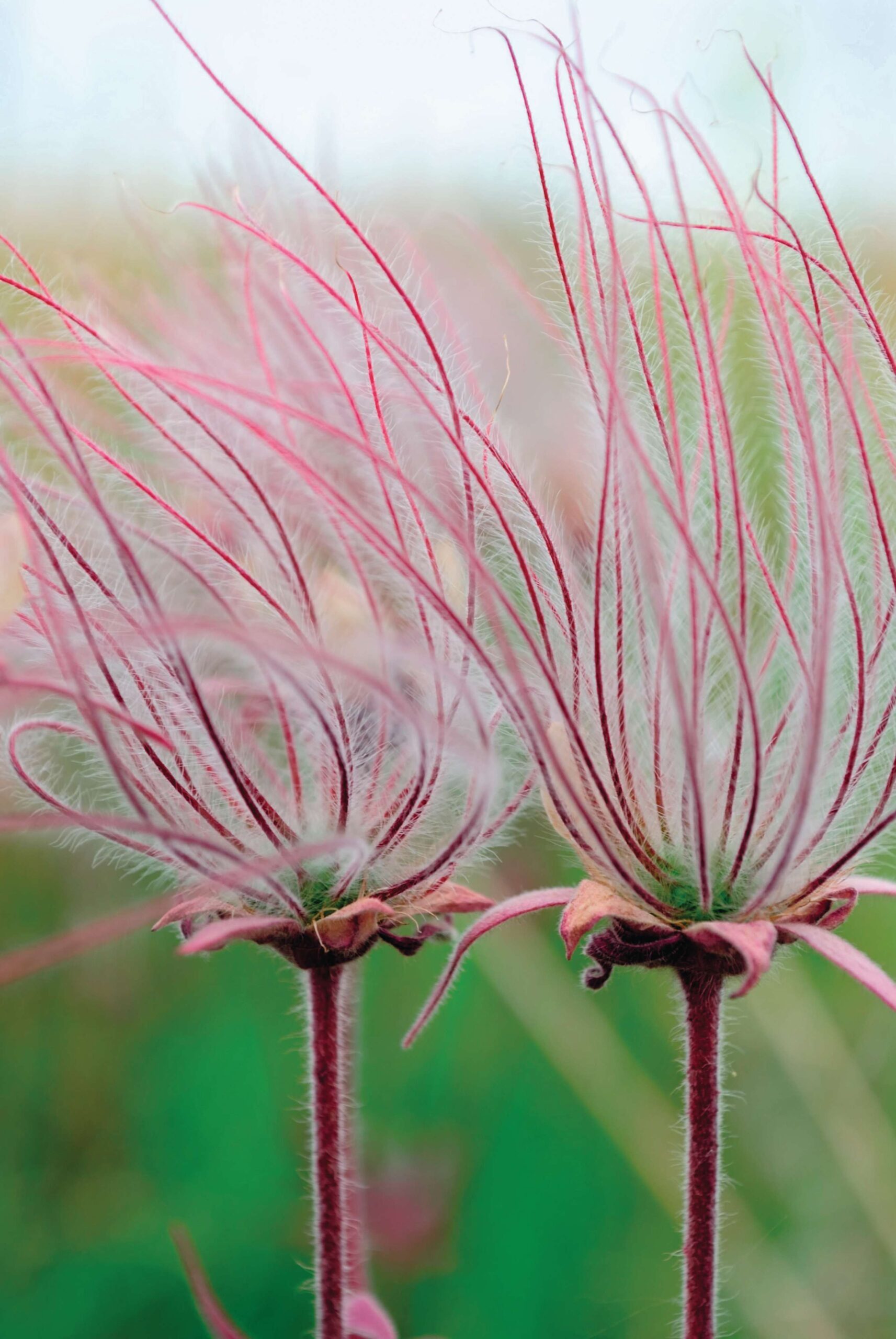 Geum triflorum