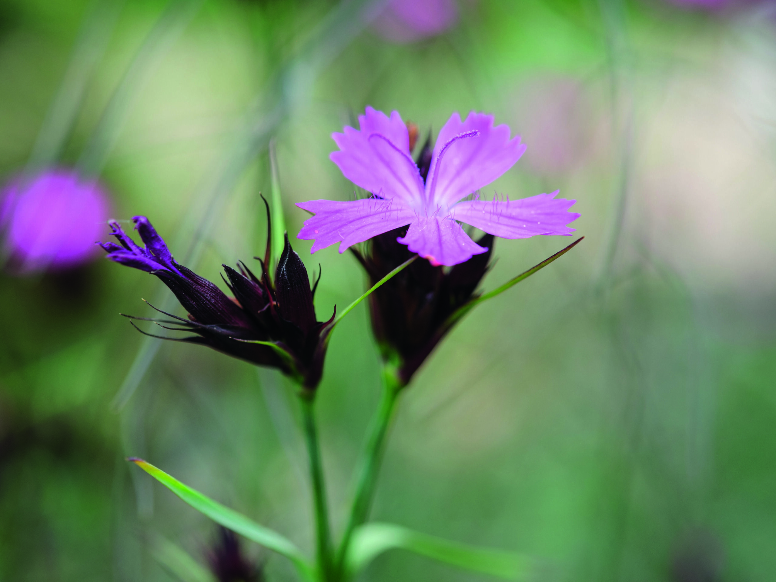 Dianthus carthusianorum