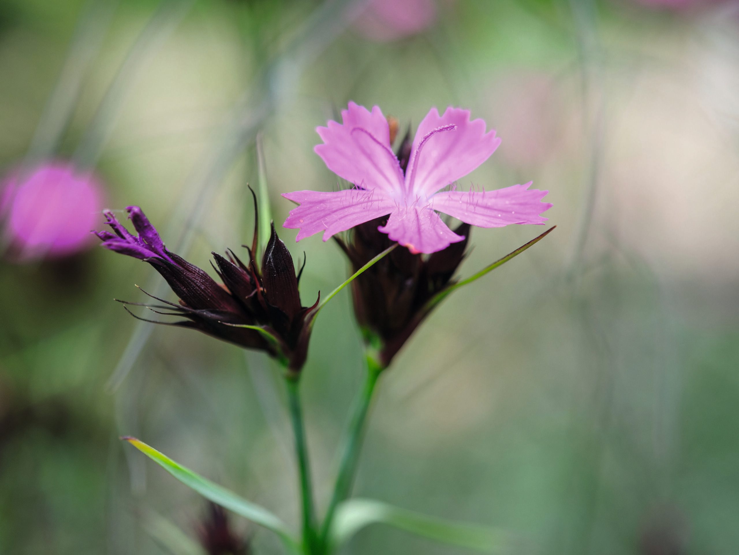 Dianthus carthusianorum