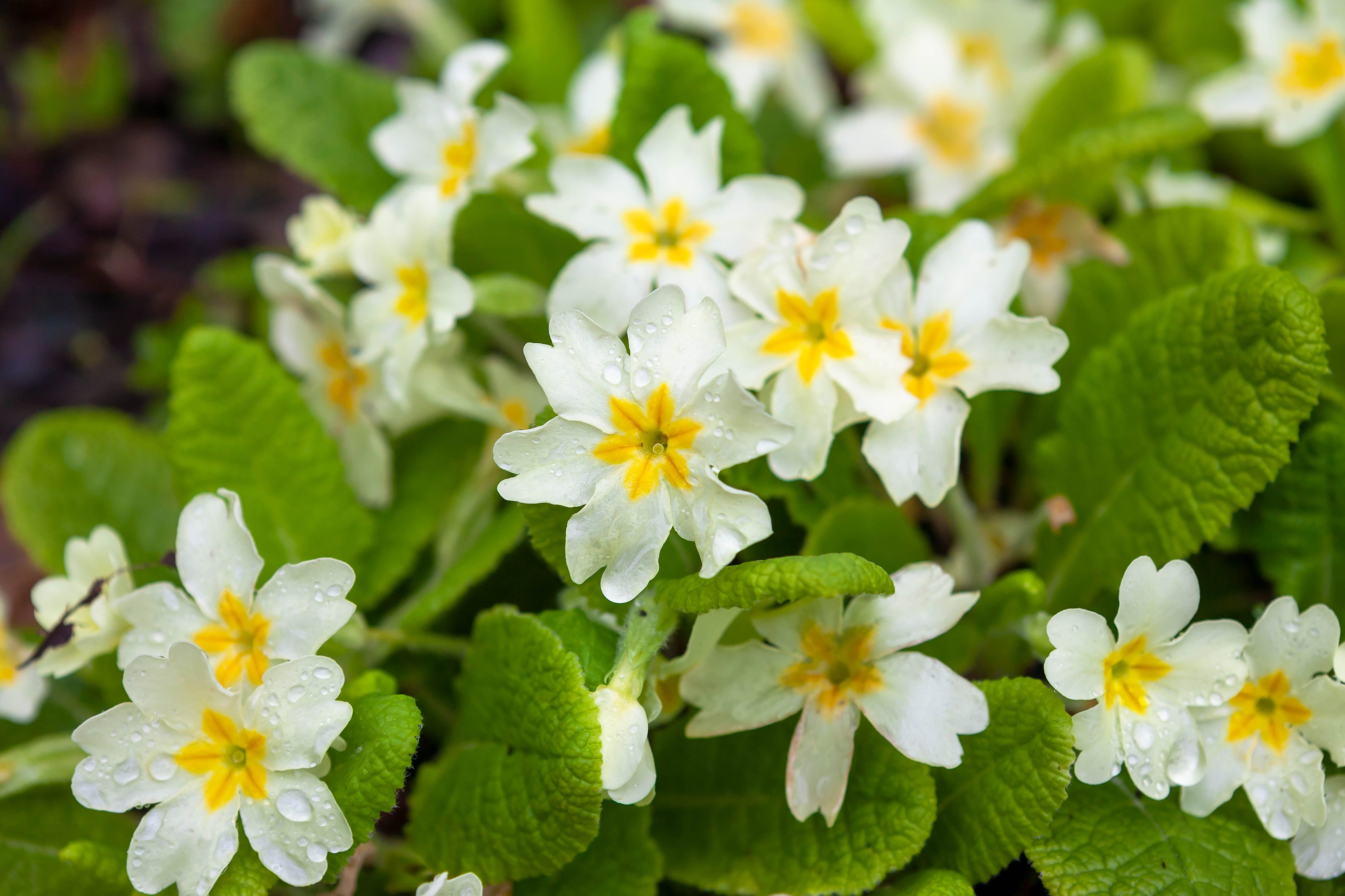 Primrose, Primula vulgaris