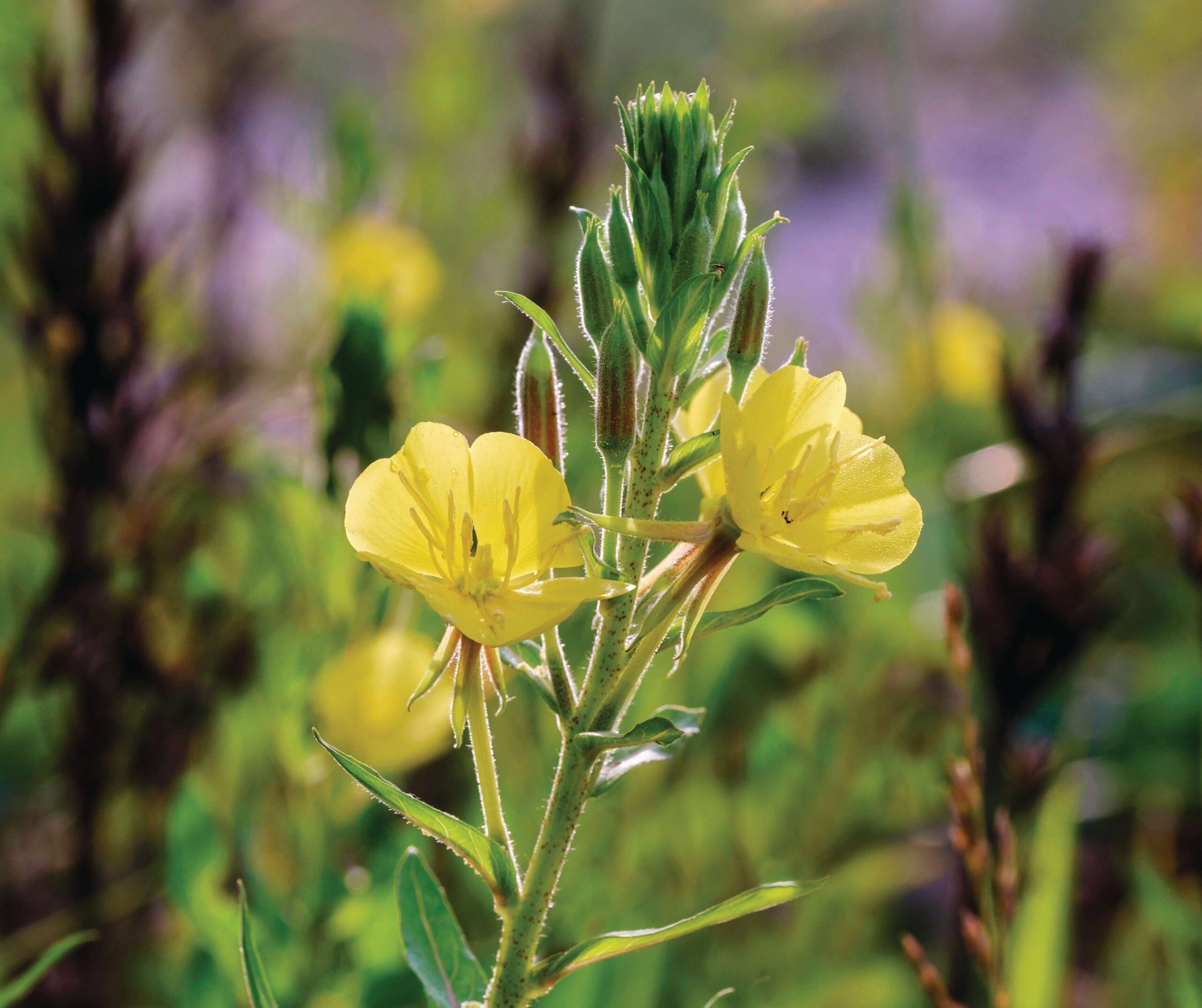 Oenethera biennis