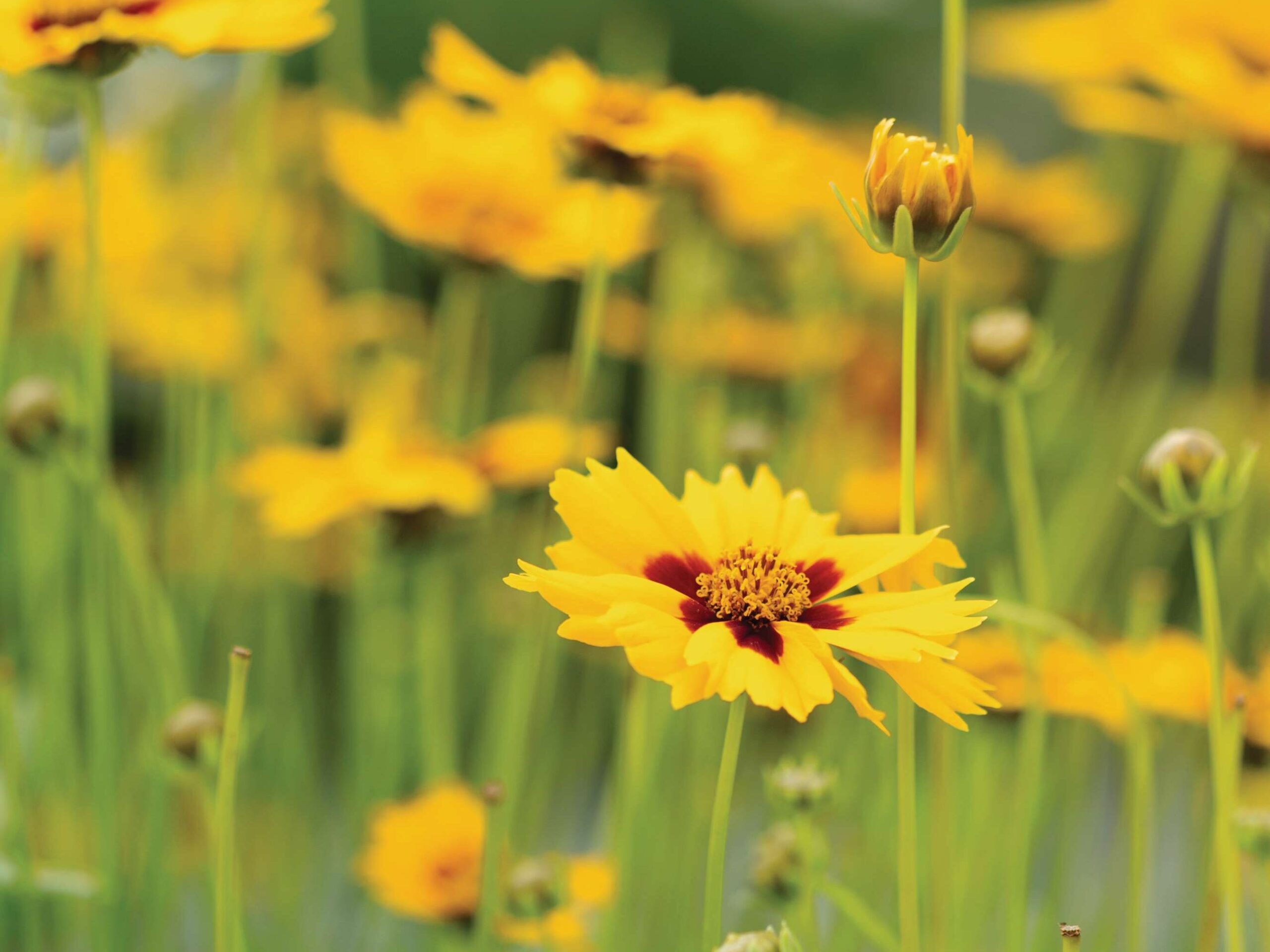 Coreopsis 'Sterntaler'