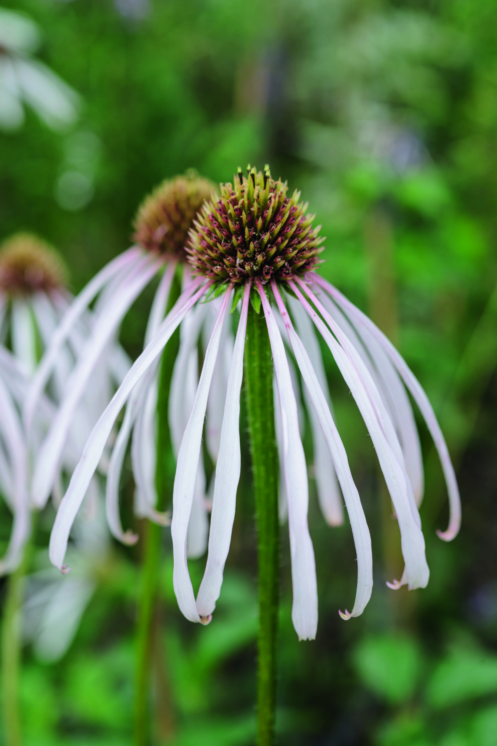 Echinacea pallida 'Hula Dancer'