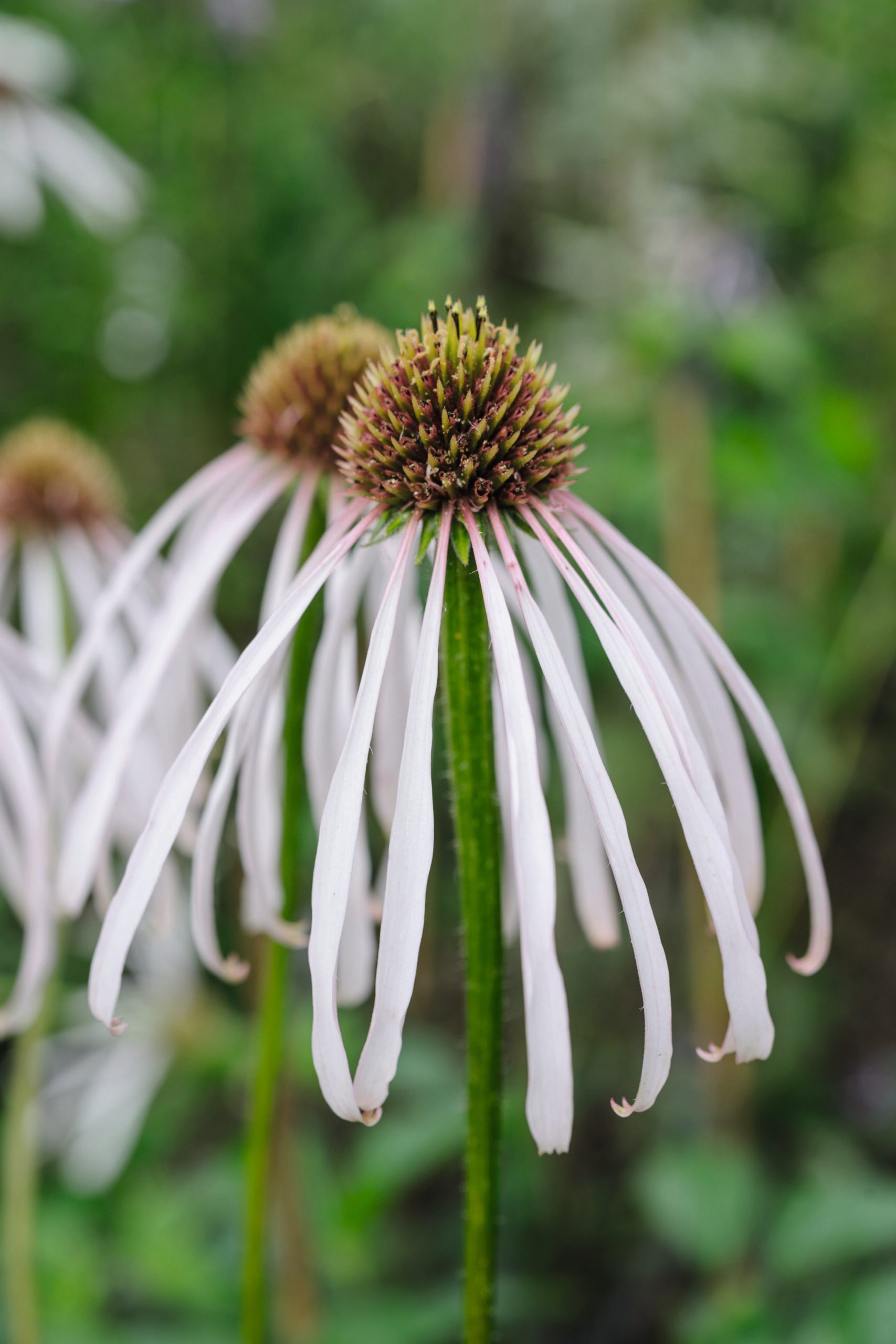 Echinacea pallida 'Hula Dancer'