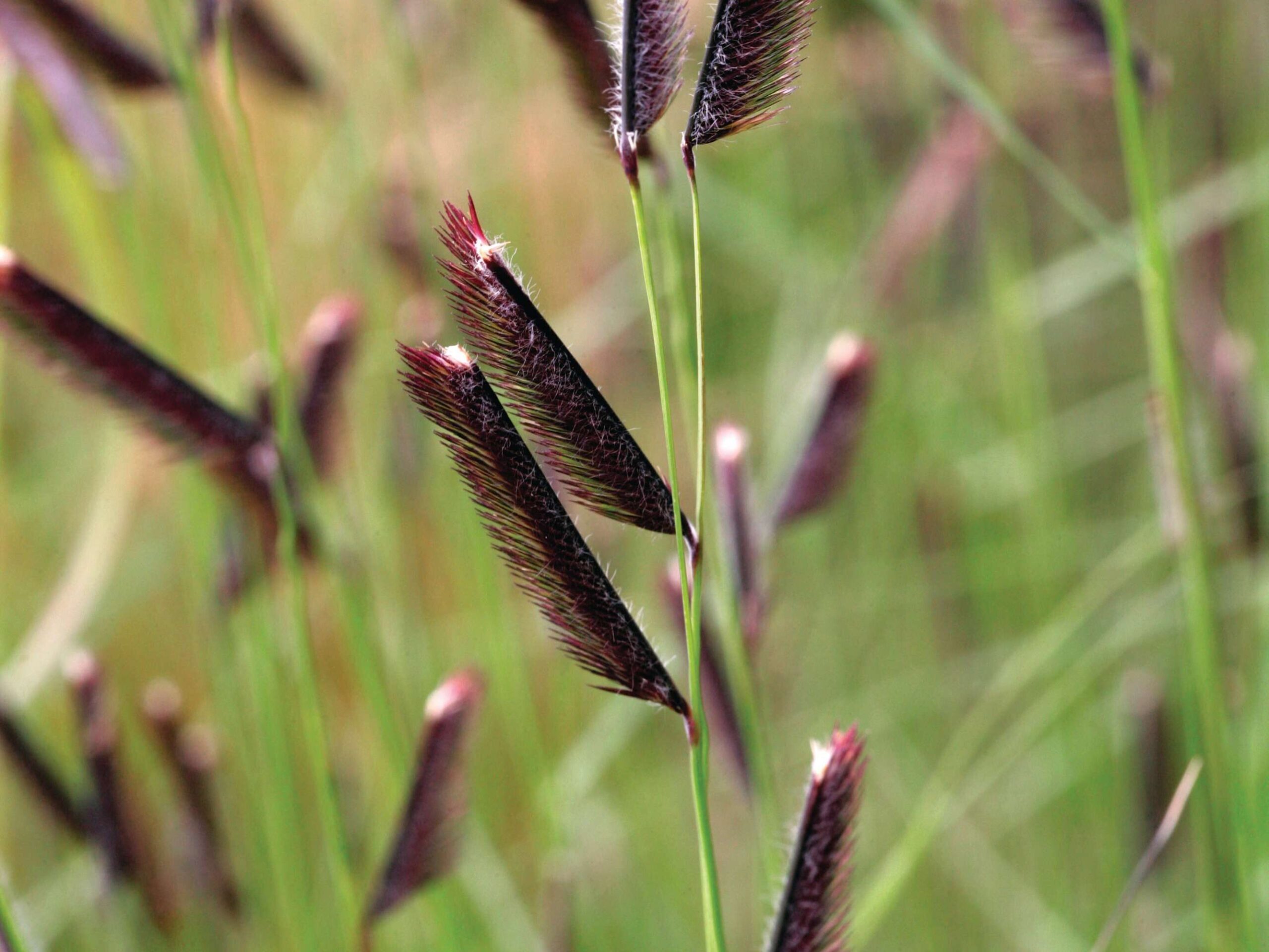 Bouteloua gracilis
