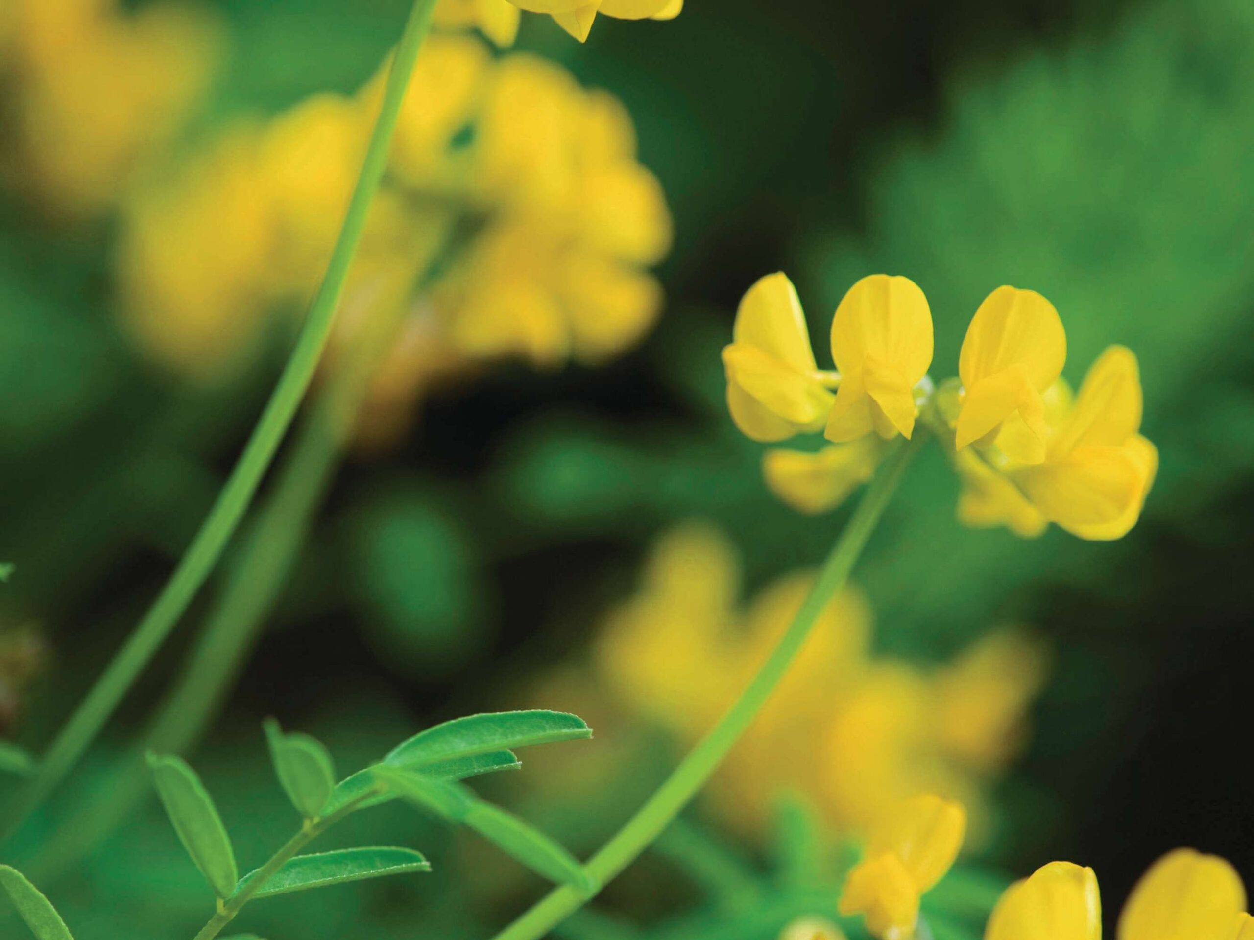 Hippocrepis comosa
