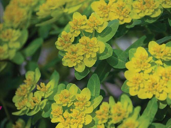 Euphorbia epithymoides