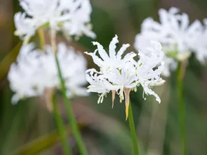 Nerine bowdenii 'Alba' Nerine bowdenii 'Alba'