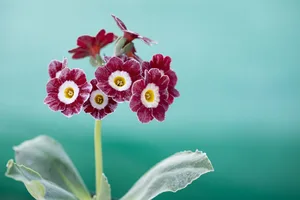 Primula auricula Chigwell, Grey Edged Fancy Primula auricula Chigwell, Grey Edged Fancy