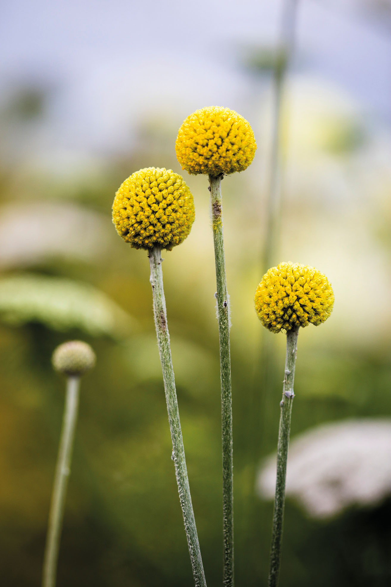 Craspedia globosa 