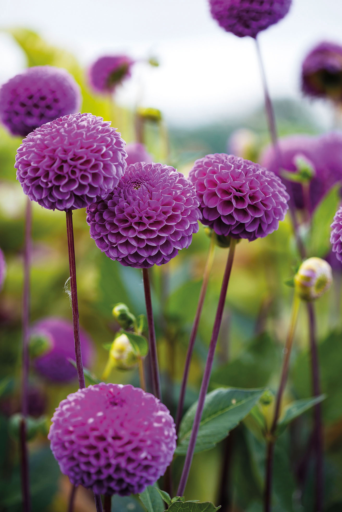 Daucus carota 