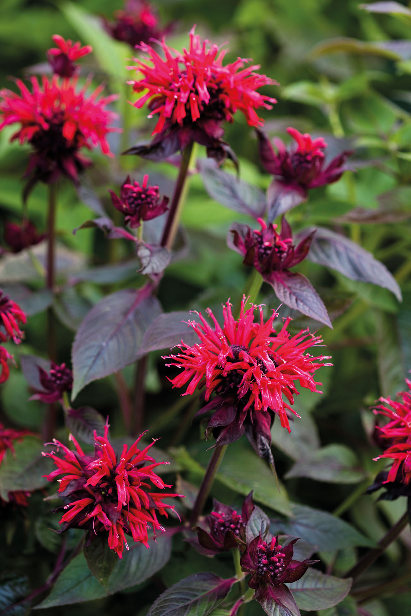 Monarda Panorama Series