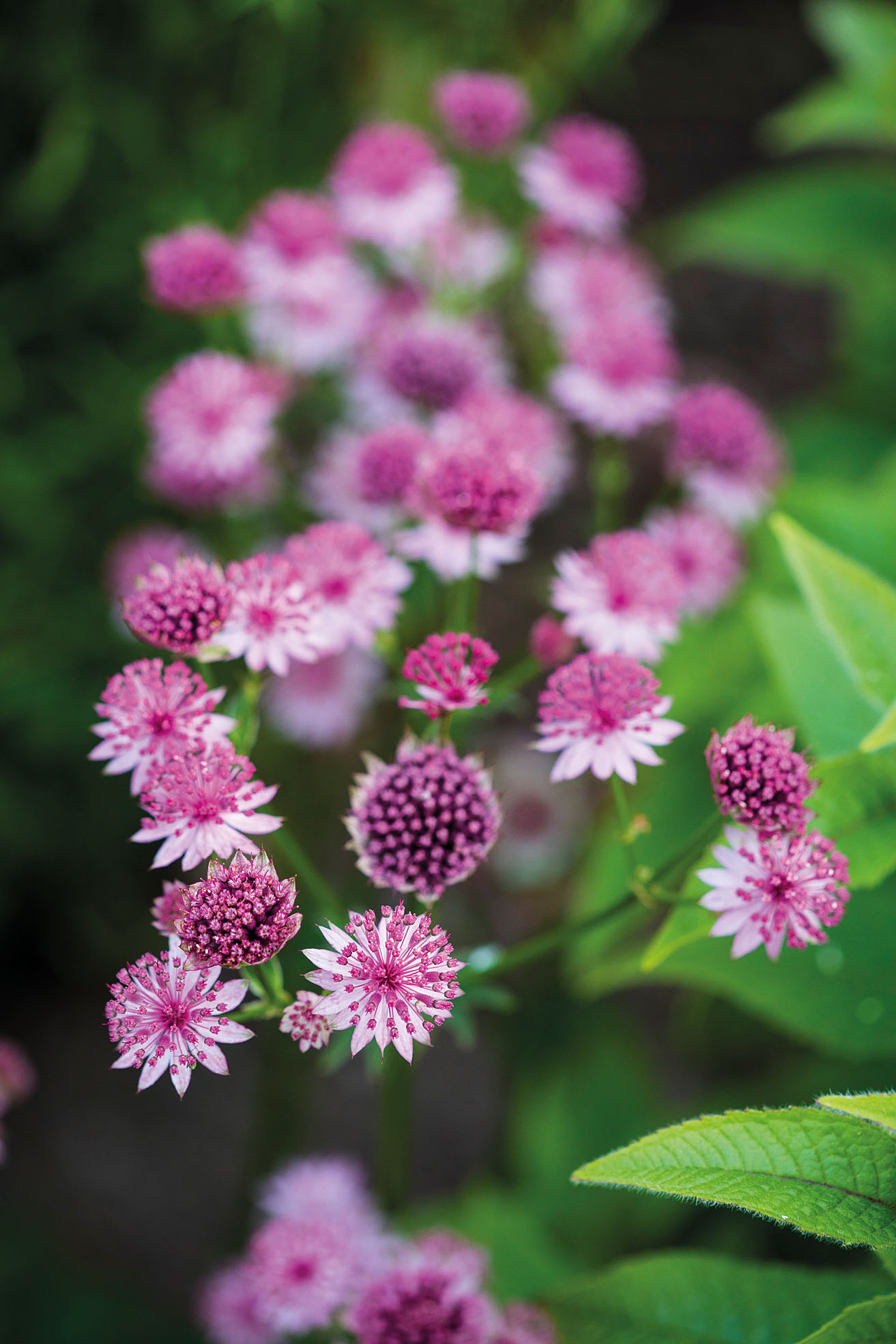 Astrantia ‘Roma’ 