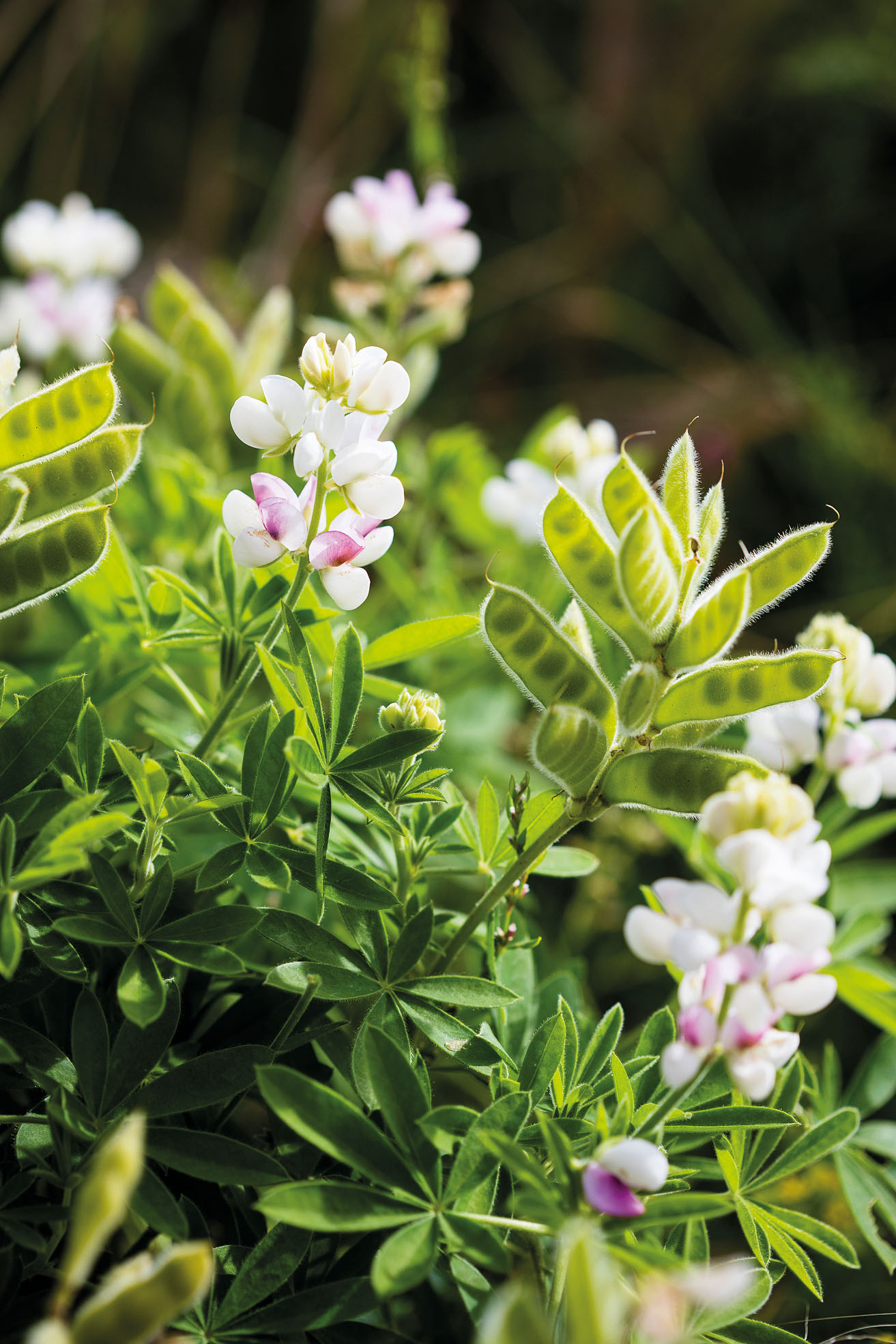 Lupinus nanus ‘Snow Pixie’ 