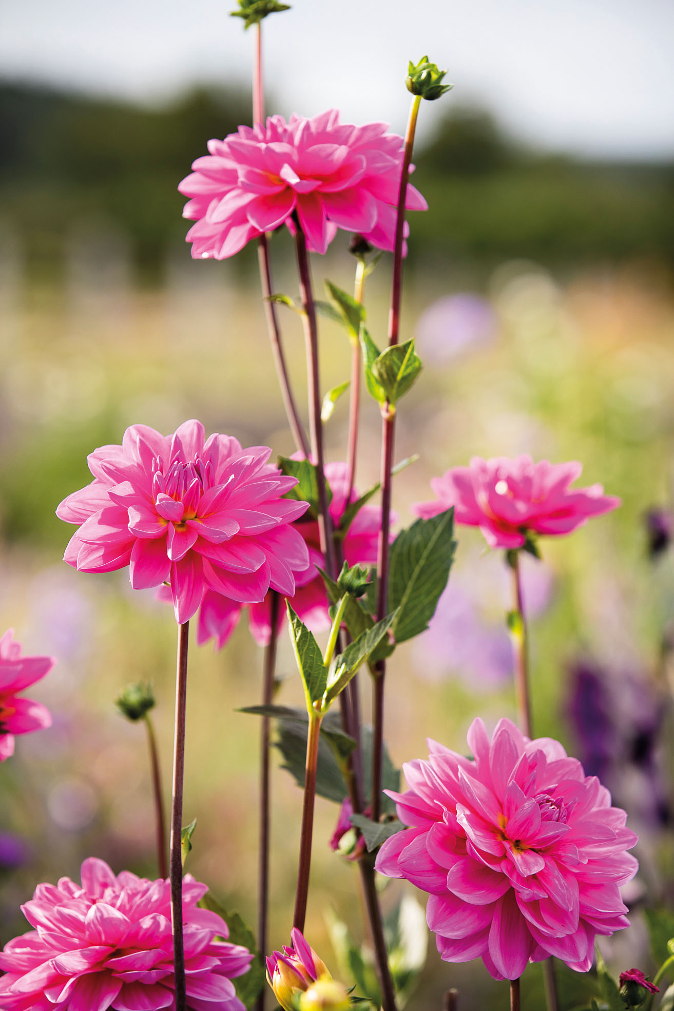 Dahlia 'Waterlily Lilac'