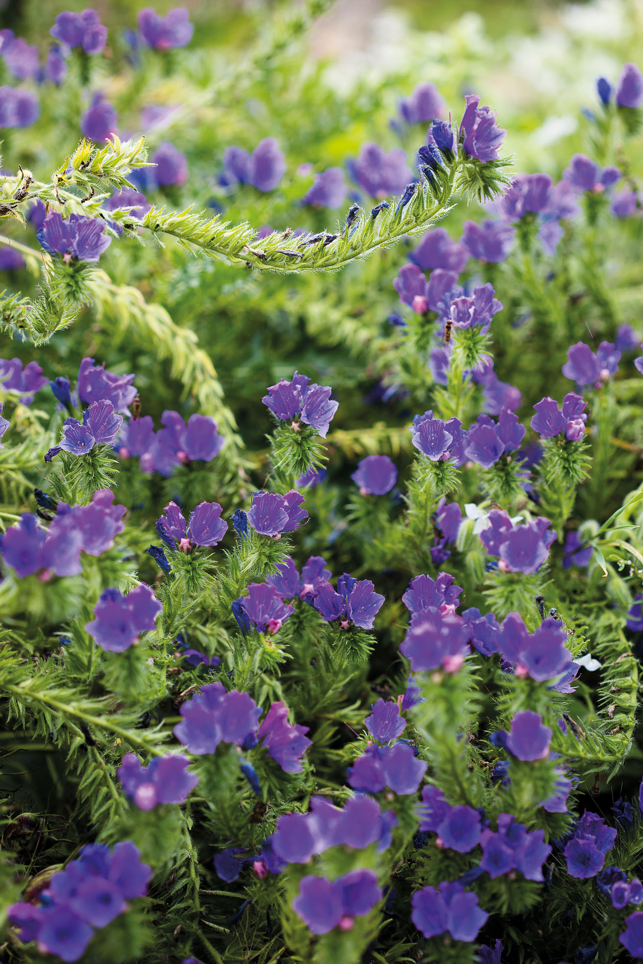 Echium vulgare ‘Blue Bedder’