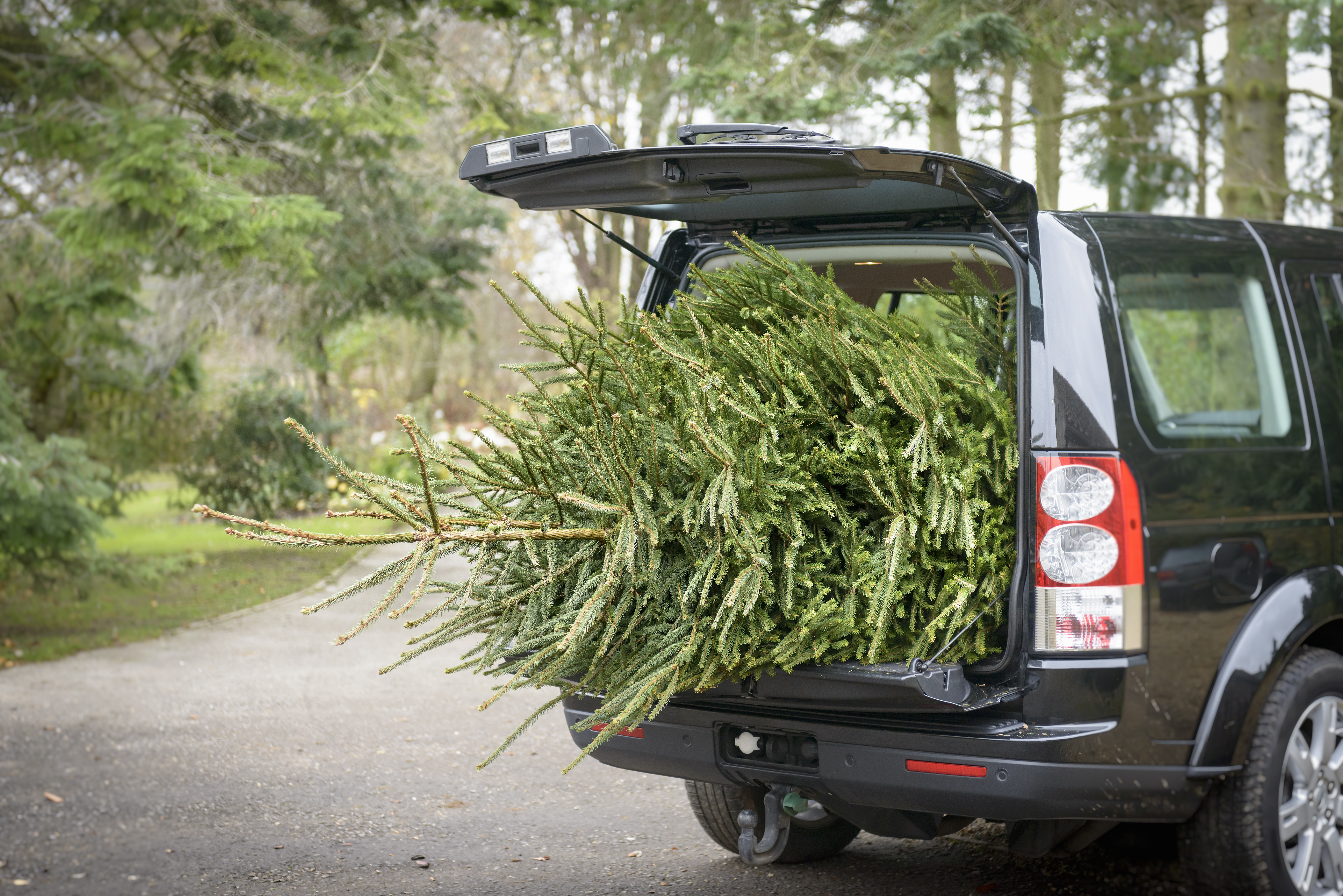 Large tree sticking out of the boot of a car