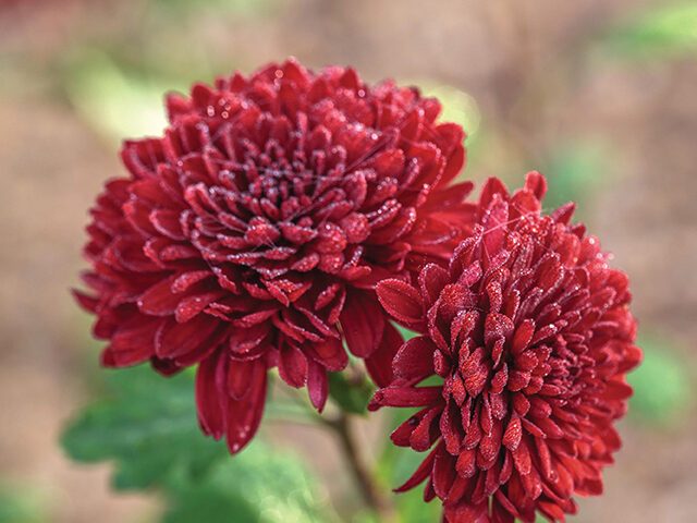 Chrysanthemum ‘Helen Ward’