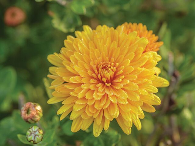 Chrysanthemum ‘Ruby Raynor’
