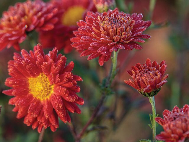 Chrysanthemum ‘Rumpelstilzchen’
