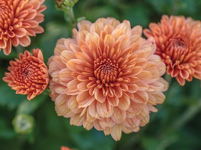 Chrysanthemum ‘Picasso’