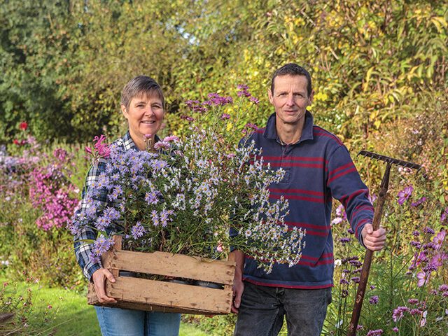Norwell Nurseries: Chrysanthemum specialists