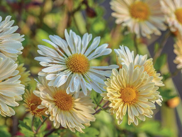 Chrysanthemum ‘Mary’