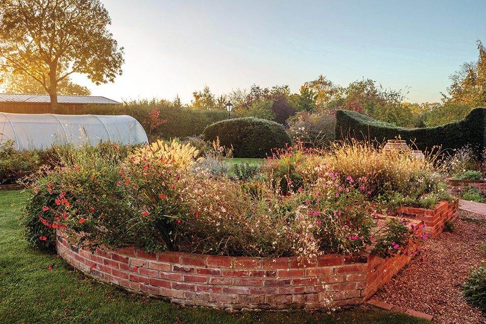 Norwell Nurseries: Chrysanthemum specialists