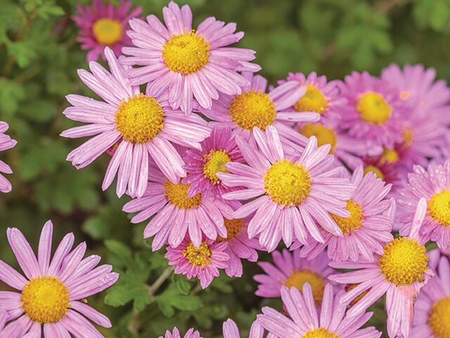 Chrysanthemum ‘Carmine Blush’