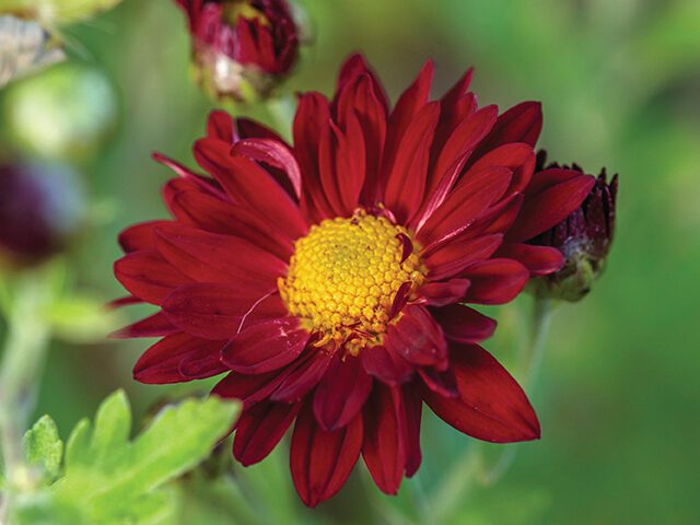 Chrysanthemum ‘Eugens Bitterschokolade’