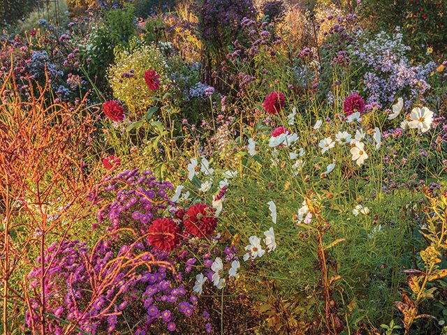 Norwell Nurseries: Chrysanthemum specialists