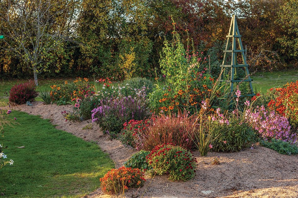 Norwell Nurseries: Chrysanthemum specialists