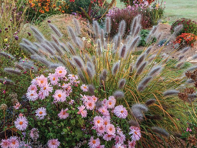 Norwell Nurseries: Chrysanthemum specialists