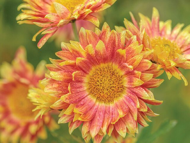 Chrysanthemum ‘Neue Kokarde’