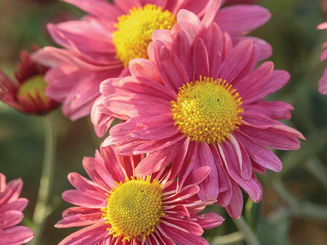 Chrysanthemum ‘Šlapanica Eliška’