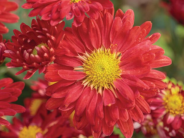 Chrysanthemum ‘Andrew’