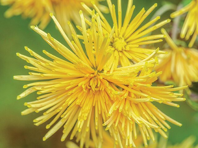 Chrysanthemum ‘Gelbe Spinne’