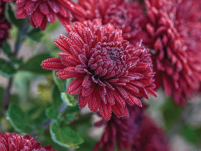 Chrysanthemum ‘Ruby Mound’