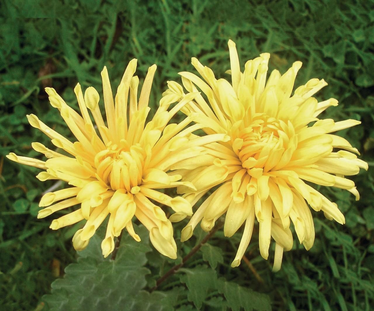 Chrysanthemum ‘Capel Manor’