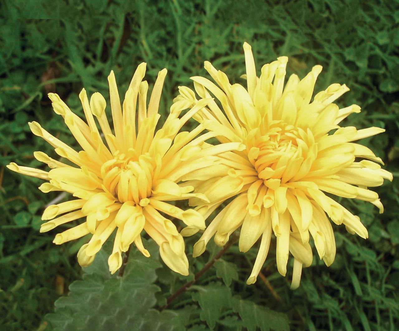 Chrysanthemum ‘Capel Manor’