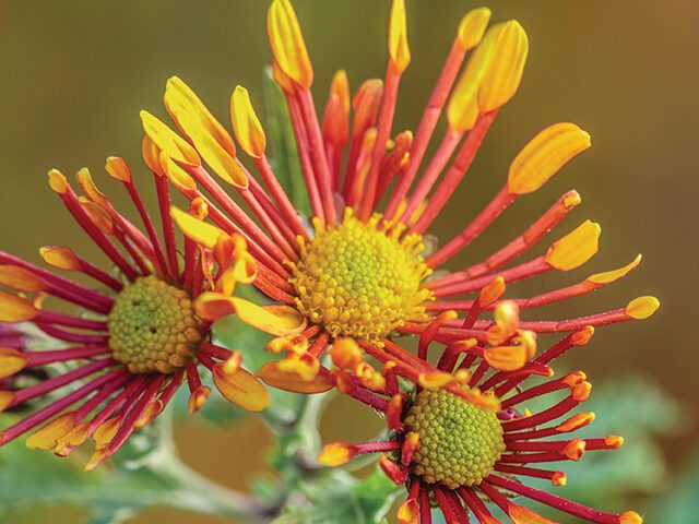 Chrysanthemum ‘Burnt Orange’
